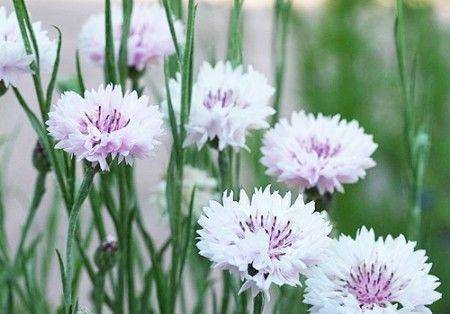 漂亮的矢车菊還是北爱尔兰的国花,拥有 很重要的影响力,并且这类花的