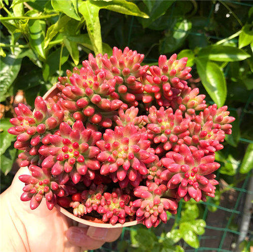 8月适合养多肉试试这5种红色系多肉鲜艳漂亮值得拥有