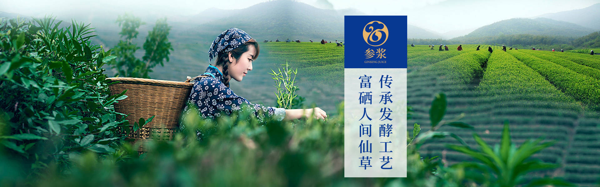 绞股蓝茶贵吗