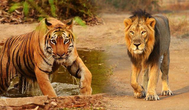 孟加拉虎和亚洲狮会不会打架?真相是它们压根见不着,何来争斗?