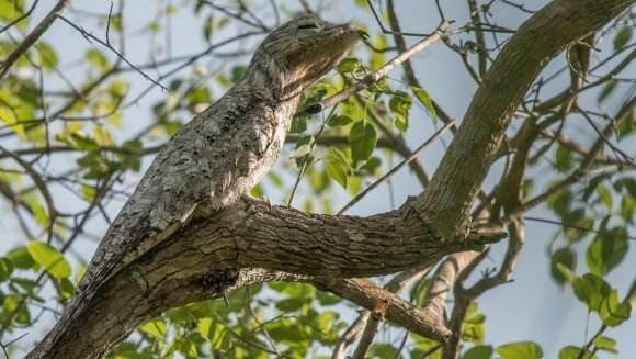 远看是树近看是鸟,动物世界的伪装大师,真是"最辛酸的动物"吗