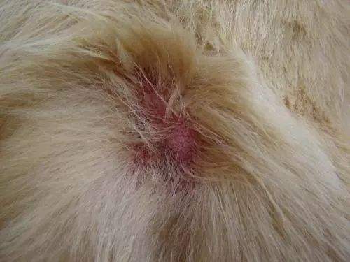 狗狗癣菌病症状图片图片