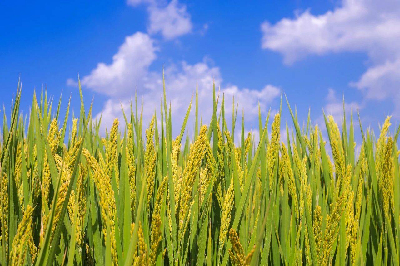 《农村大众报》头版头条聚焦种福田"海水稻 "产业化生态圈