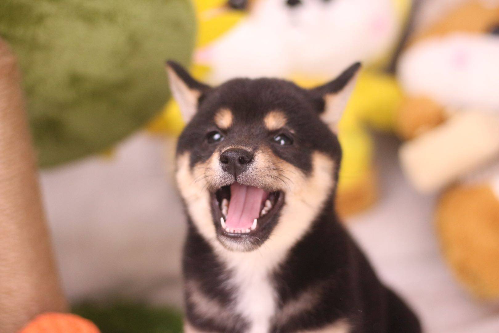 给柴犬吃什么可以把脸喂胖怎样让柴犬爆脸专业饲养员告诉您