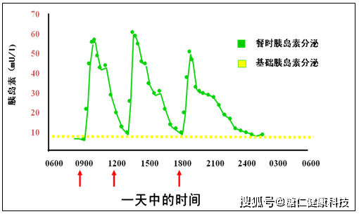 胰岛素分泌时相图片