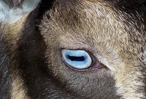 如果你仔细看山羊的眼睛,会发现它们的瞳孔,是长条型的.