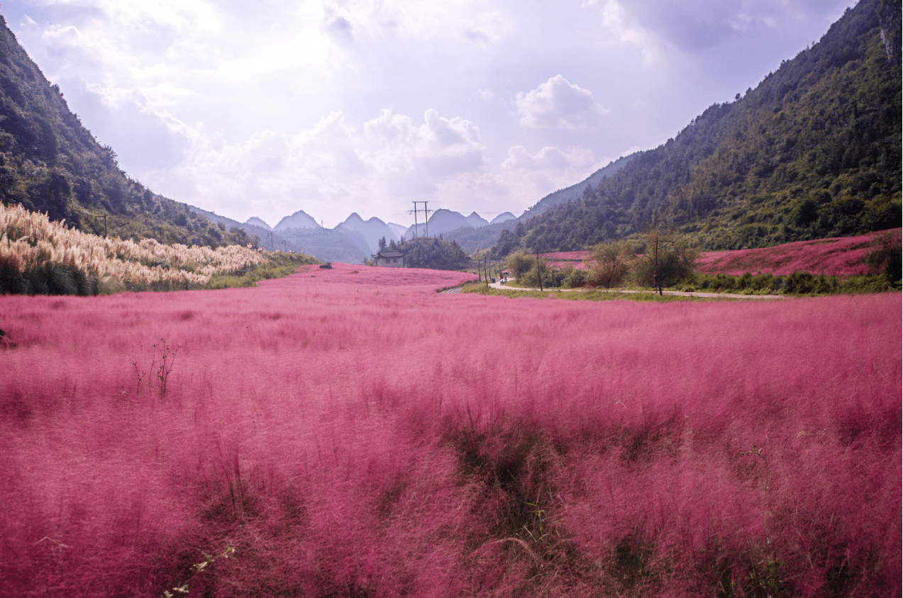 秋游正当时|贵州这片"粉色"仙境好美