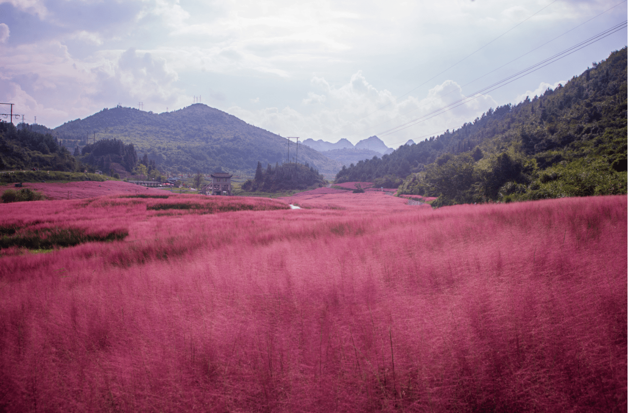 秋游正当时|贵州这片"粉色"仙境好美