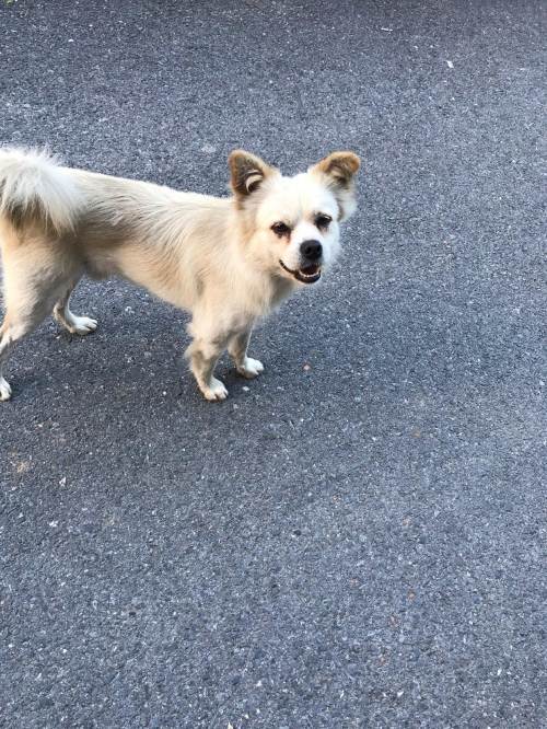 大连捕捉流浪犬近800只 遗弃,虐待犬只将受惩罚_稽查人员