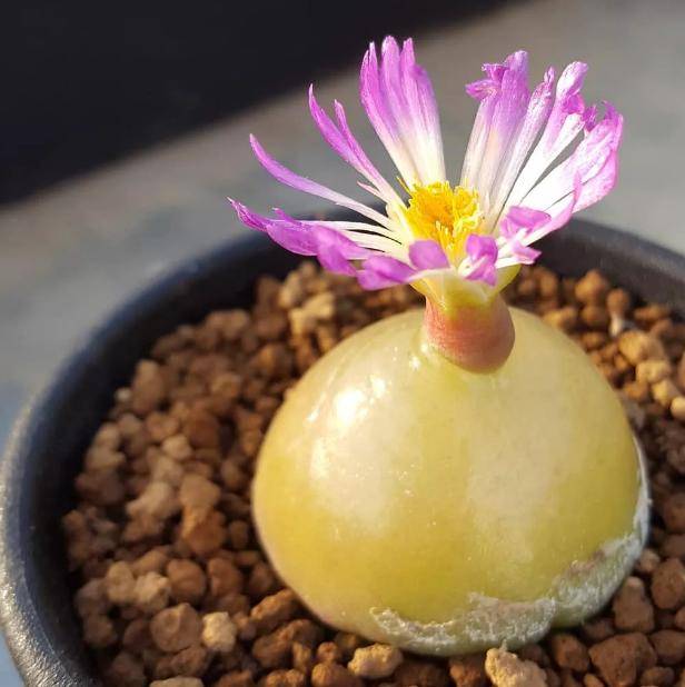 颜色多变的多肉灯泡,被誉为植物宝石,水灵如剥了皮的葡萄