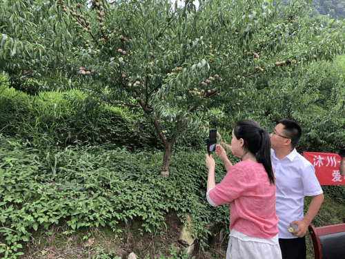 沐川副县长携手网红带货助农直播2小时卖30吨李子