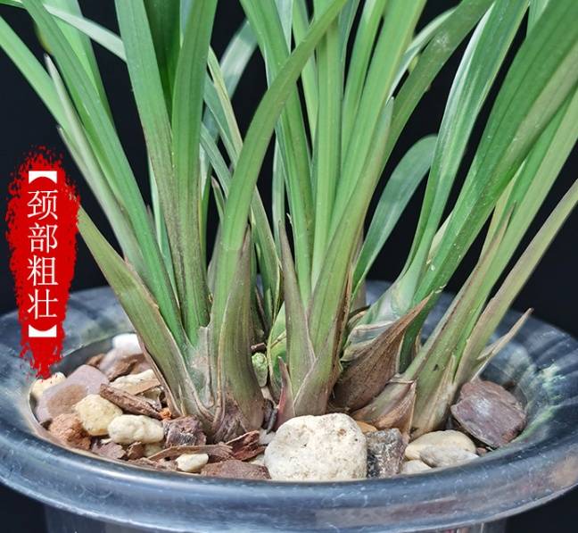 花中仙子国兰名品的富山奇蝶 星城网 花中仙子国兰名品的富山奇蝶 星城网