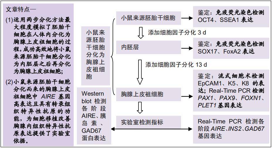 自身免疫調節因子在小鼠胚胎幹細胞向胸腺上皮祖細胞分化中的表達