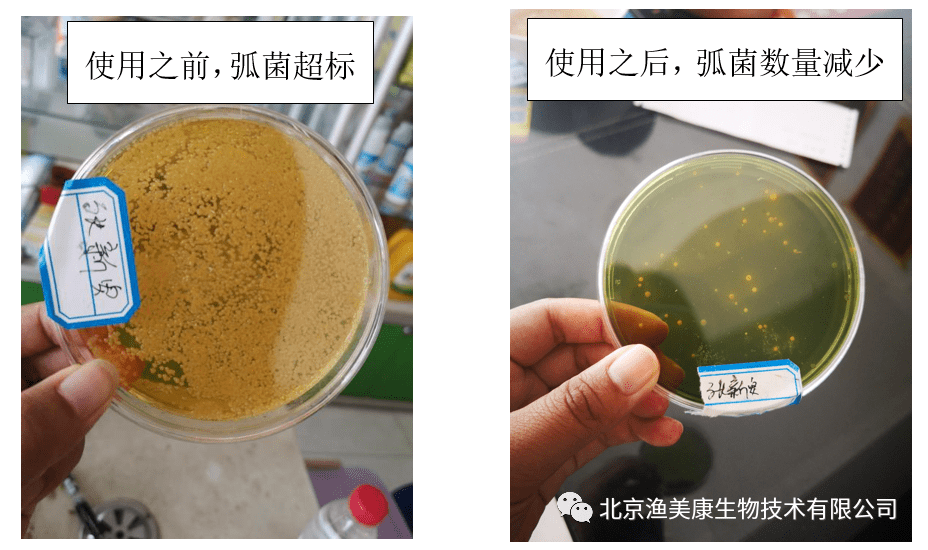 弧菌都严重超标,建议使用菌美6号这种无任何刺激的生物制剂来杀弧菌