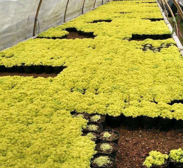 家里养盆"金黄草",掐个小芽长一片,一片金灿灿,富贵上门来_手机搜狐网