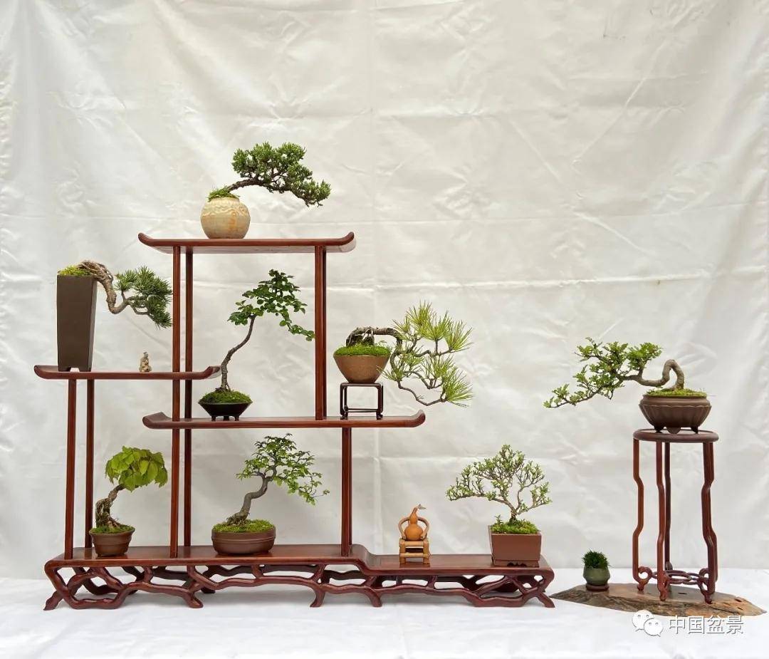 郑振根:玩盆景享受过程很重要