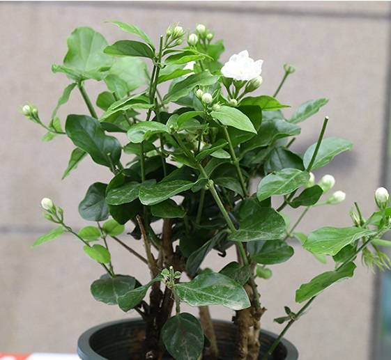 想要茉莉花怒放三个花期,这样做很重要