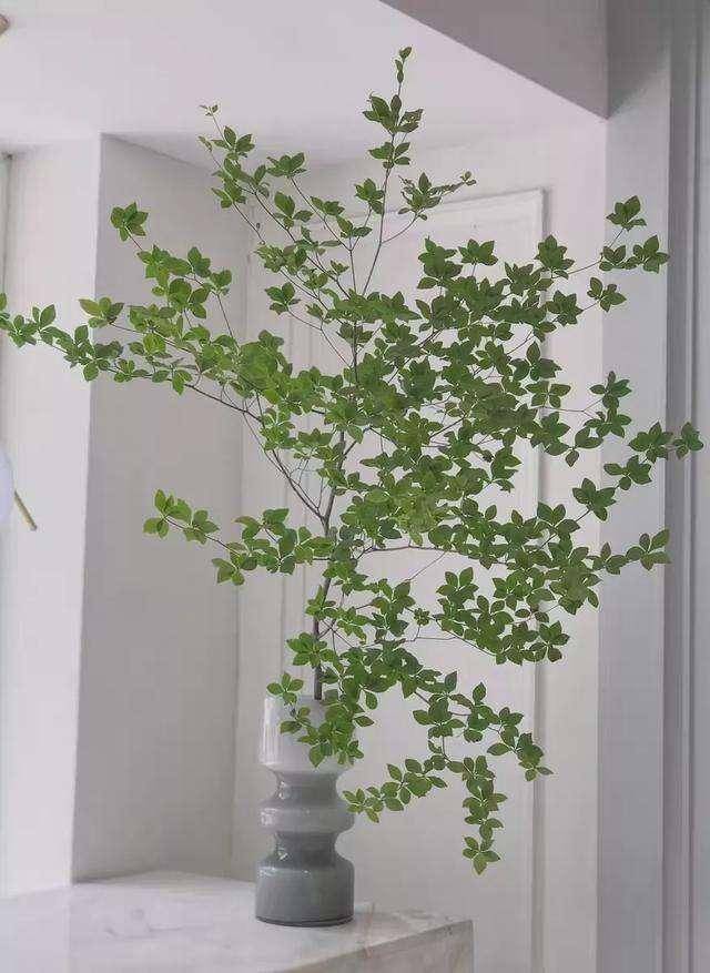 花叶界的爱马仕-日本吊钟，美到独木成林，让你“家里有森林”_钟而