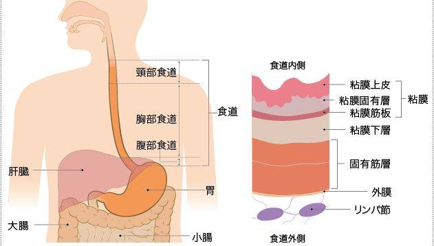 食管分层示意图图片