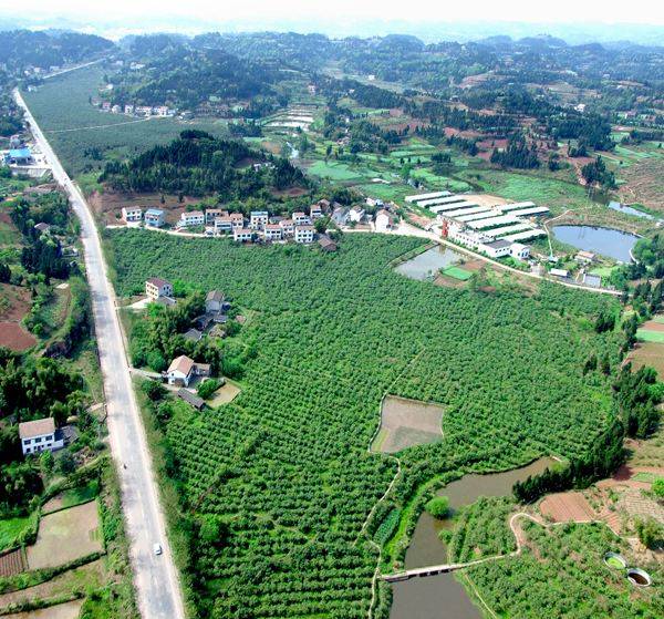 安岳县龙台镇的全貌图图片
