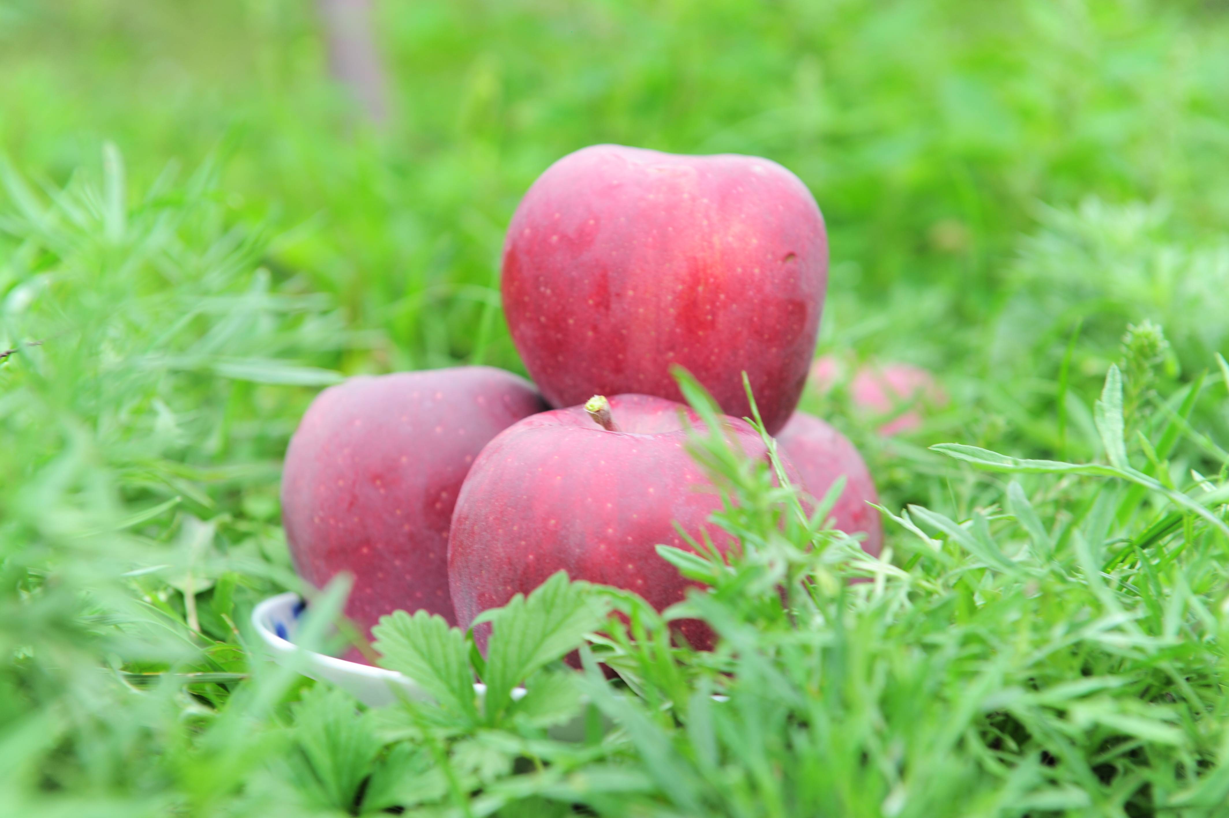 红果产业链的花牛苹果上市了