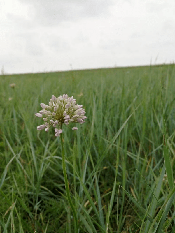 吉林省首个国家草原自然公园试点建设启动_万宝山