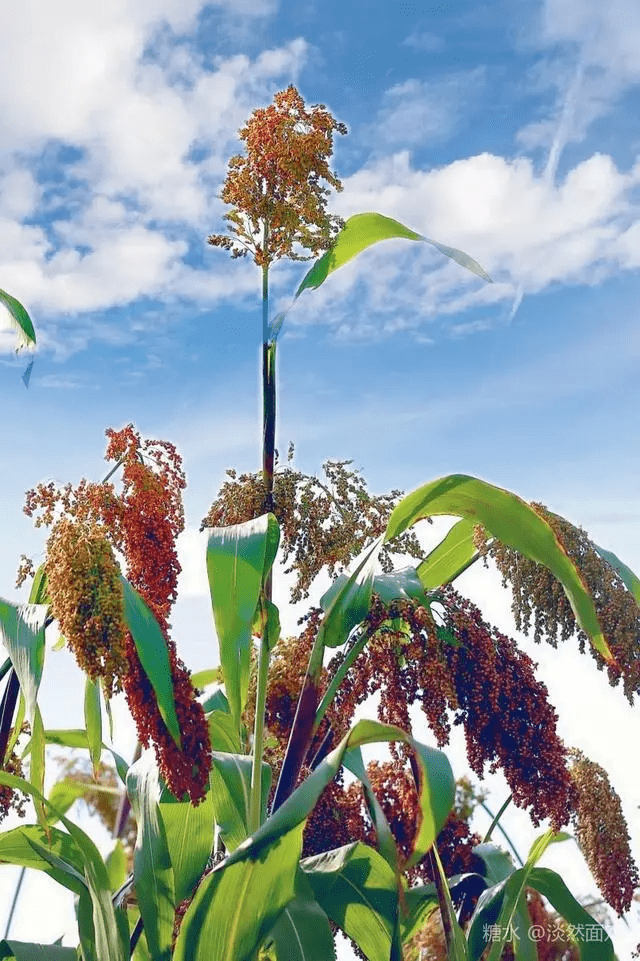 人像摄影组图高梁红了