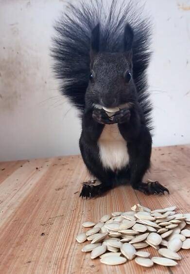 小松鼠嗑瓜子一会儿就能吃一大堆可爱一幕