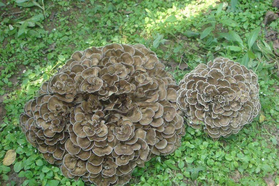 又到采蘑菇的季节,承德这些蘑菇你都认识吗?