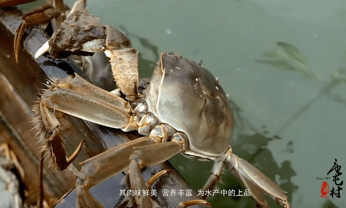 中国生态稻蟹种养第一村唐屯村