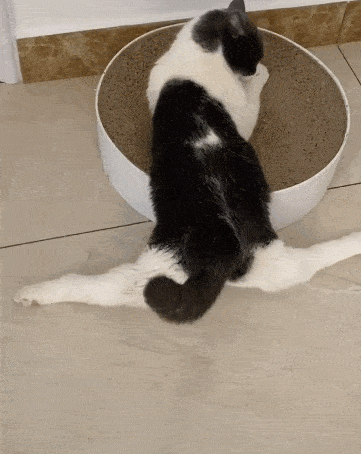 猫铲屎的快来看看我的一字马主人要不我给你开个瑜伽班