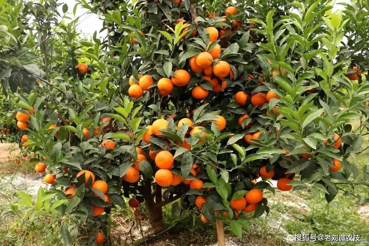 沃柑口感好产量高很受欢迎,掌握种植技巧提高产量保证品质_果树