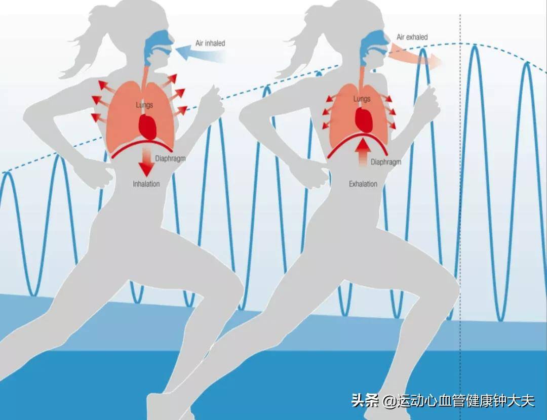 眾所周知,空氣進出肺部的通氣過程是由呼吸肌(包括膈肌和肋間肌等)來