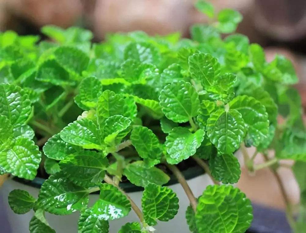 天然的空气净化器,小小的一颗植物,还能散发浓郁的清香