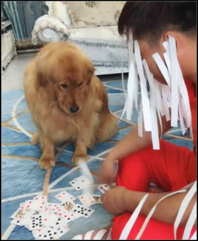 金毛打牌输了被贴条子,郁闷低下头沉思,看到主人得一刻笑了_智商