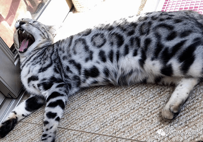 我是嘟噜皮闹腾孟加拉银豹