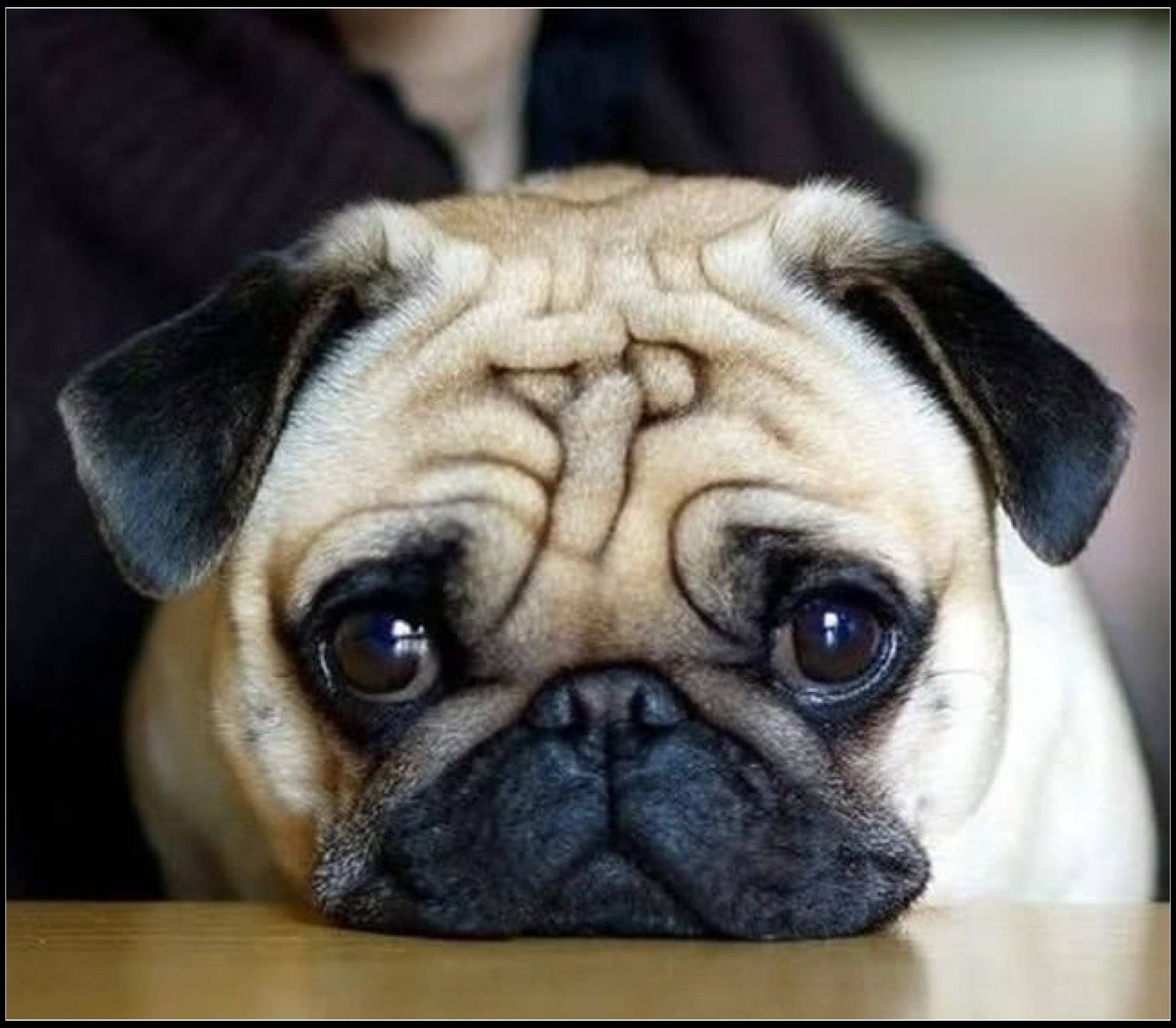 狗狗不慎掉进水里,主人趴在高岸往下够,拉到它的一刻累垮了