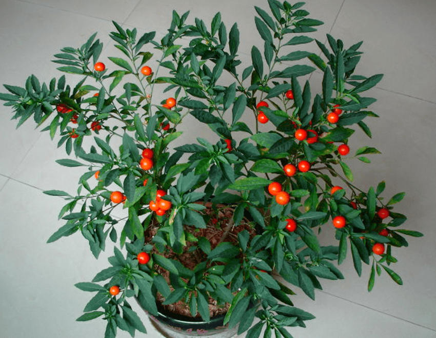 好了,珊瑚樱盆栽的养护方法就是这些,喜欢的朋友可以关注一下.