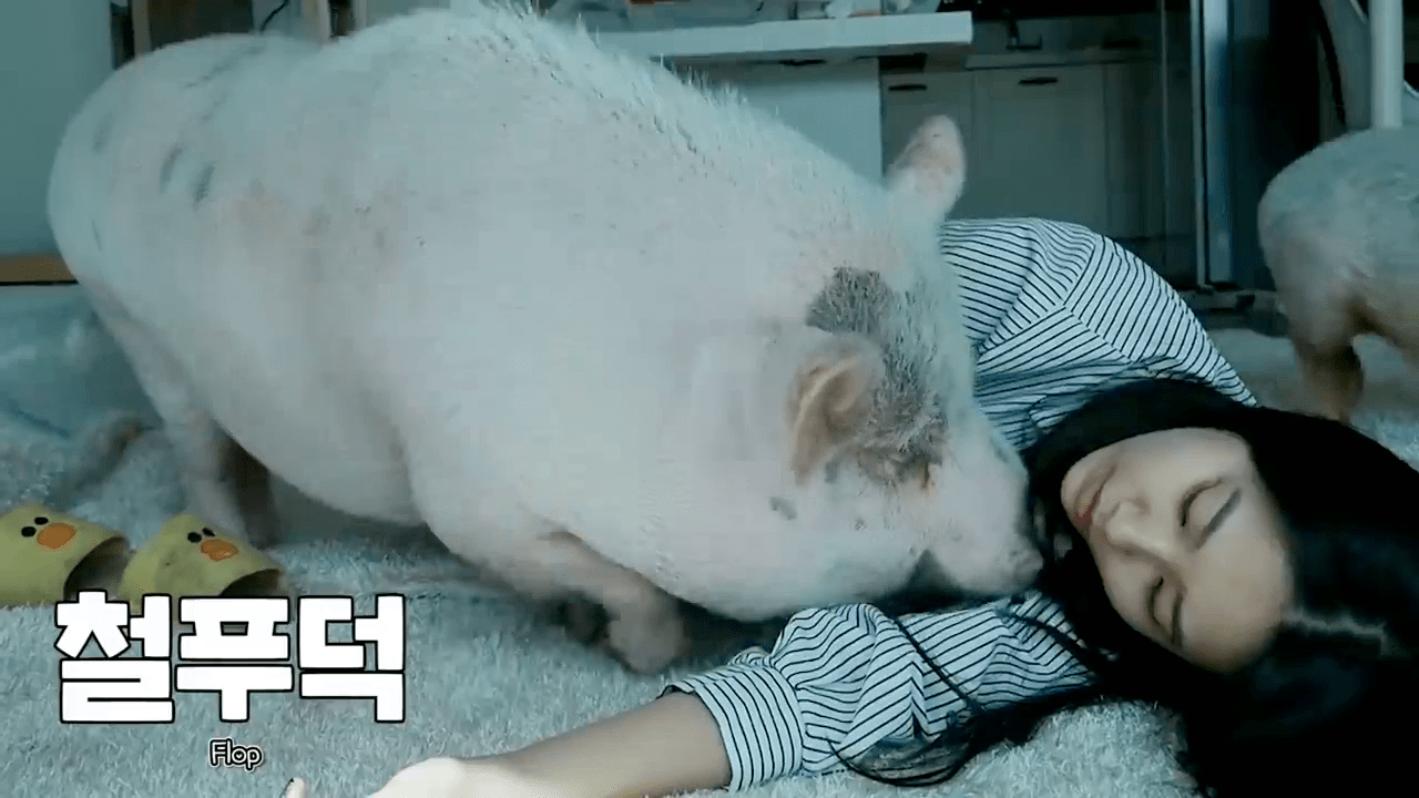 宠物猪见过吗美女养的宠物猪来看看怎么生活