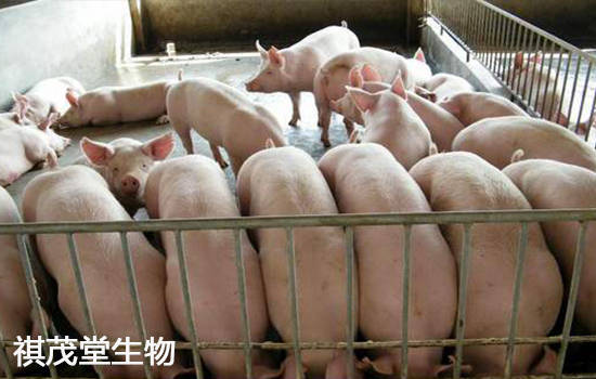 学习通猪疫病答案（猪病防治期末考试题）