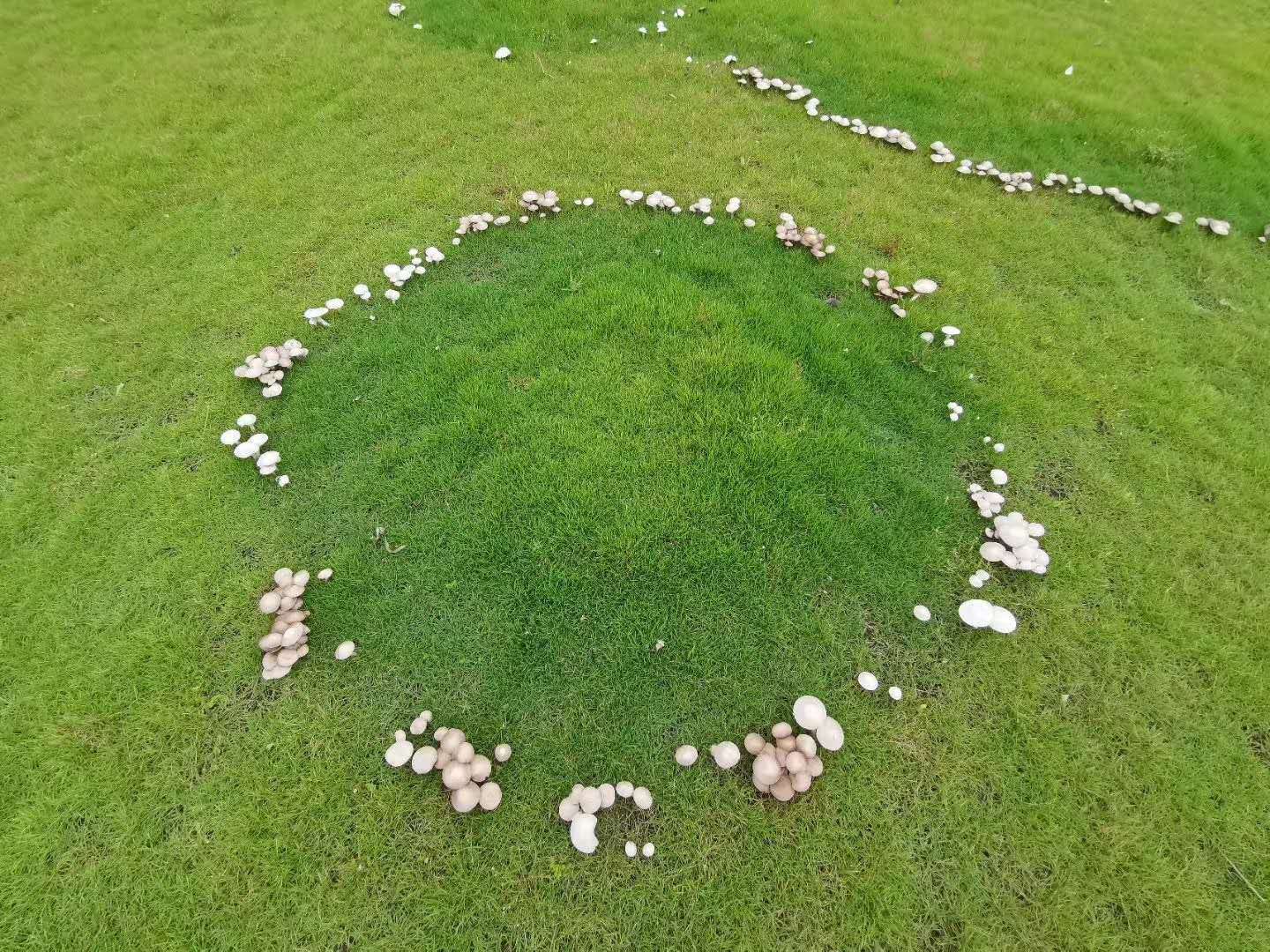 1/ 12 真菌生长后,随着蘑菇圈越来越大,合适的条件