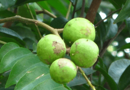 南方特有的野果,长得像人脸,10年未必能结果,生吃难超过3个_手机搜狐