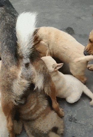 原创十只小狗抢奶喝本该到断奶的年纪坑得狗妈一脸懵