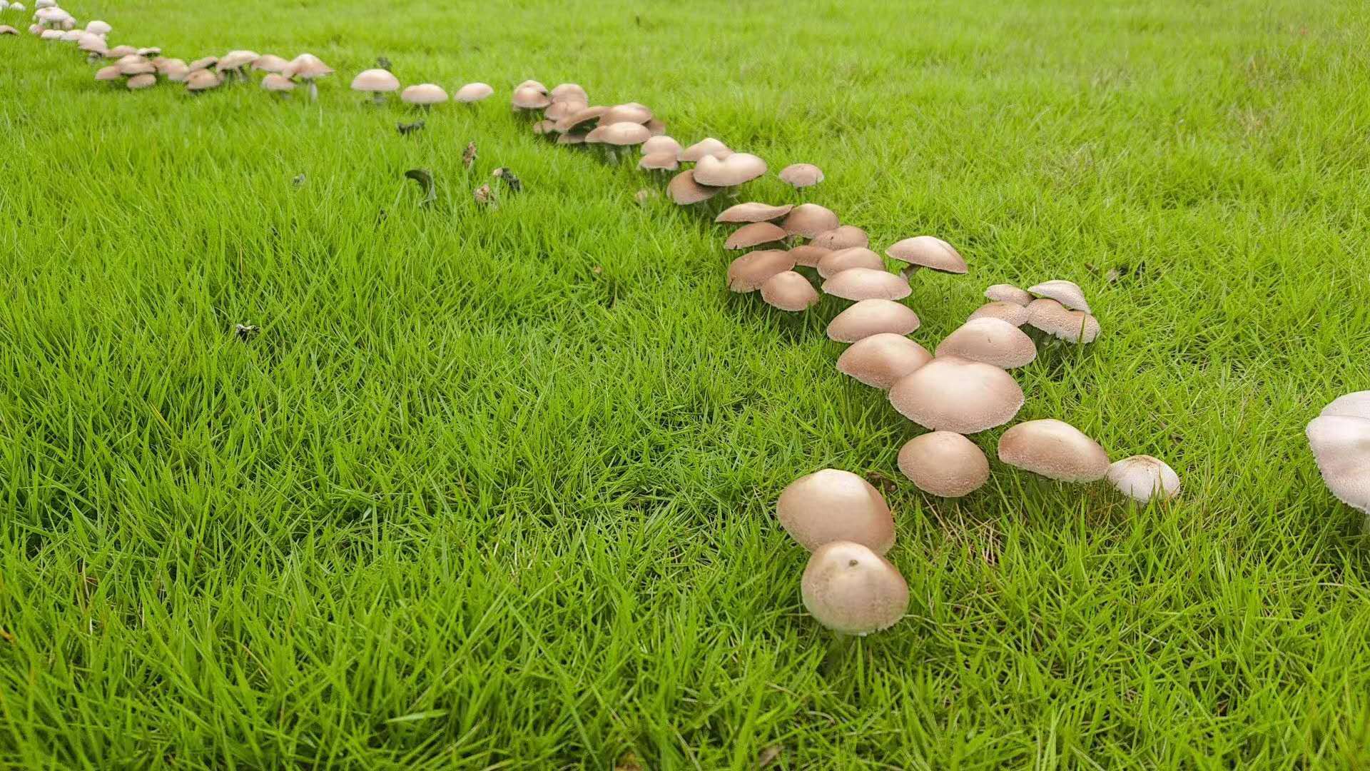 1/ 12 真菌生长后,随着蘑菇圈越来越大,合适的条件