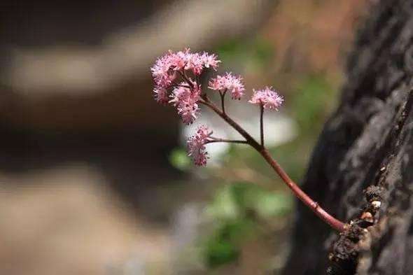 原创有一种花生命力太顽强专门生在悬崖峭壁上颜值高令人敬佩