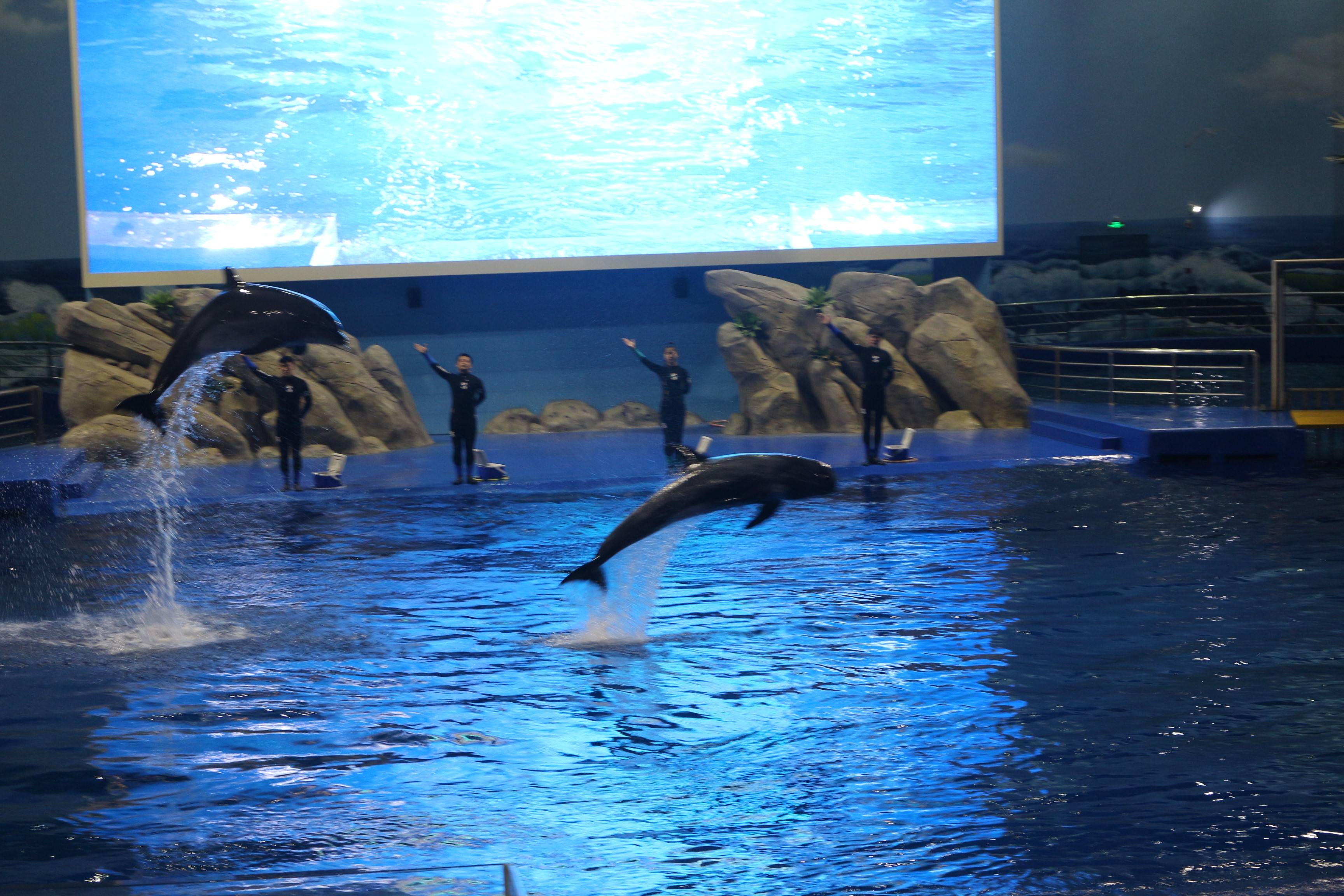 长三角地区第二大海洋主题公园阜阳尧泰汉海海洋公园将于9月12日盛大