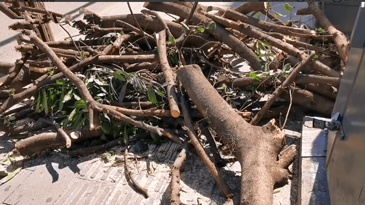 成都桂花巷不再飘香几十年桂花树全部被砍中纪委痛批资源浪费令人心痛