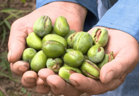 南方独有的坚果3年才能成熟结果期可超千年100元1斤正上市