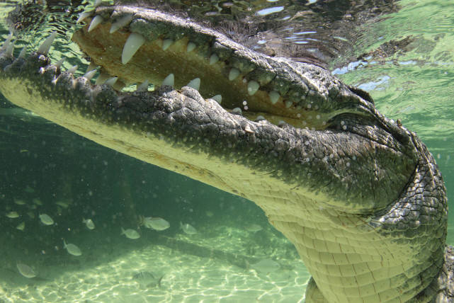 也许他最大胆的摄影师潜入水下近距离拍摄鳄鱼写真