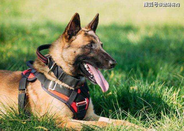 马犬无论智商,灵活性,警觉性,服从性,可训性都胜过其它工作犬,相比较